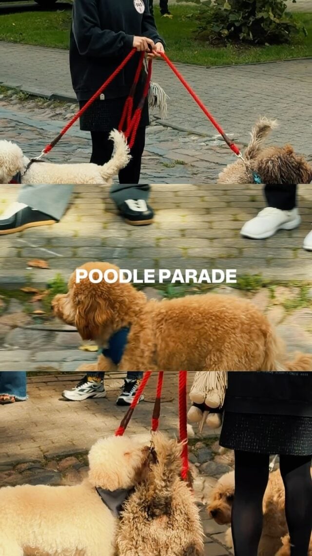 Pūdeļu parāde jau ir aizvadīta, bet mēs turpinām priecēt visus pūkainos (un ne tik pūkainos) draugus! 🐩🐾🧡

Arī tad, ja netikāt uz parādi, izmantojiet kodu POODLE mūsu mājaslapā un saņemiet 10% atlaidi savam pirmajam pirkumam. ✨

Paldies @rigapoodleparade un @klusaiscentrs par uzaicinājumu un iespēju būt daļai no šī pasākuma! 🤍 #zooveikals #zoopreces #poodlemaxxing #rigapoodleparade